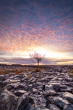 autumn,december,lone tree,lowland,pink,twilight