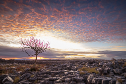 autumn,december,lone tree,lowland,pink,sunrise,portfolio