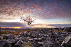 autumn,december,lone tree,lowland,pink,sunrise