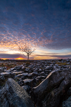 autumn,blue,december,lone tree,lowland,pink,sunrise,portfolio