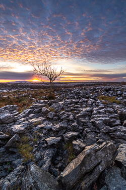 autumn,december,lone tree,lowland,pink,sunrise