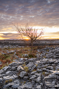 autumn,december,golden,lone tree,lowland,sunrise,sunstar