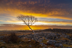 december,lone tree,lowland,orange,sunrise,wall,winter,portfolio,limited