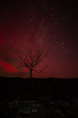 SAR,arc,astro,aurora,january,lone tree,long exposure,lowland,milky way,night,winter,portfolio