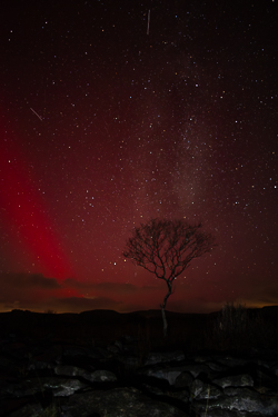 SAR,arc,astro,aurora,january,lone tree,long exposure,lowland,milky way,night,winter