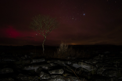 SAR,arc,astro,aurora,january,lone tree,long exposure,lowland,night,winter