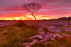 autumn,lone tree,october,pink,twilight,lowland