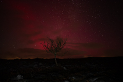 SAR,arc,astro,aurora,january,lone tree,long exposure,lowland,milky way,night,winter