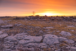 lone tree,march,orange,twilight,winter,lowland