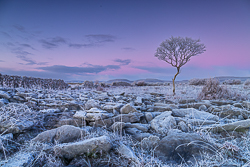 dawn,frost,hoarfrost,january,lone tree,lowland,twilight,wall,winter,portfolio