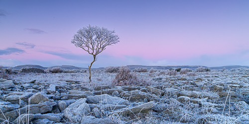 dawn,frost,hoarfrost,january,lone tree,lowland,panorama,twilight,wall,winter