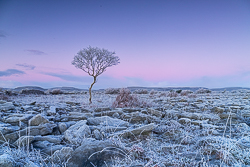 dawn,frost,hoarfrost,january,lone tree,lowland,twilight,wall,winter