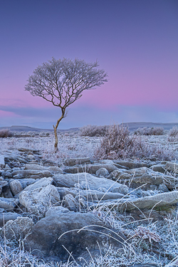 dawn,frost,hoarfrost,january,lone tree,lowland,twilight,wall,winter,portfolio