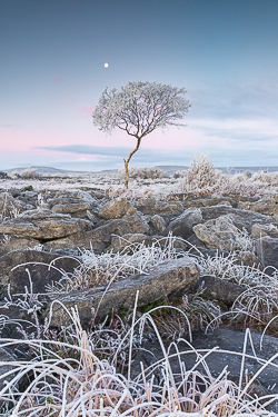 autumn,december,frost,lone tree,moon,twilight,hoarfrost,lowland,dawn