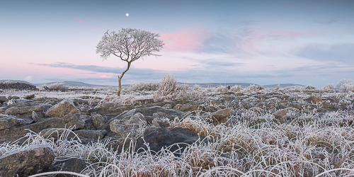 autumn,december,frost,lone tree,moon,panorama,twilight,,hoarfrost,lowland,dawn