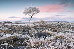 autumn,december,frost,limited,lone tree,moon,twilight,hoarfrost,lowland,dawn,portfolio