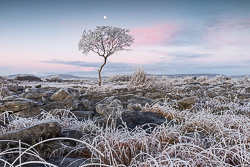 autumn,december,frost,limited,lone tree,moon,twilight,hoarfrost,lowland,dawn