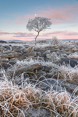 autumn,december,frost,limited,lone tree,moon,twilight,hoarfrost,lowland,dawn,portfolio