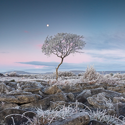 autumn,december,frost,lone tree,lowland,moon,square,twilight,hoarfrost,lowland,dawn