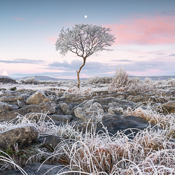 autumn,december,frost,limited,lone tree,lowland,moon,square,twilight,hoarfrost,lowland,dawn