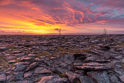 dawn,january,lone tree,lowland,red,sunrise,winter,portfolio