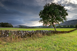 lone tree,september,summer,lowland