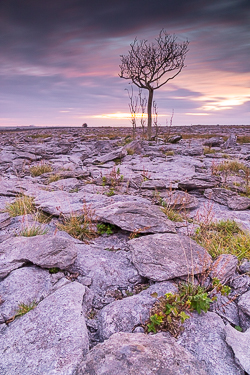 autumn,lone tree,long exposure,october,twilight,magenta,lowland