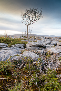 autumn,lone tree,november,lowland,dreamy