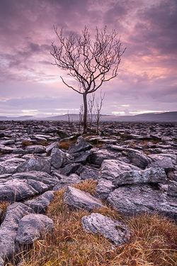 april,dusk,lone tree,long exposure,spring,portfolio,lowland,magenta,golden