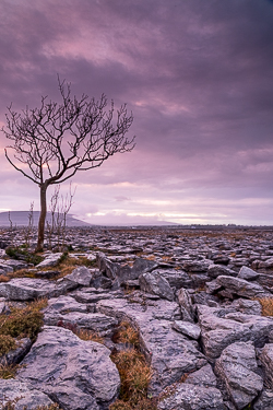 april,dusk,lone tree,long exposure,spring,lowland,magenta,mauve