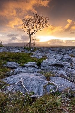 lone tree,may,orange,spring,sunset,golden,lowland