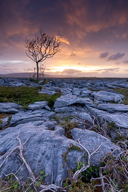 limited,lone tree,may,orange,spring,sunset,portfolio,lowland