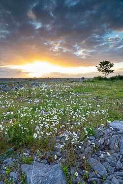 flower,june,lone tree,spring,sunrise,daisies,lowland