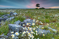 dawn,flower,june,lone tree,spring,twilight,daisies,lowland