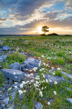 flower,june,lone tree,spring,sunrise,limited,portfolio,lowland,golden