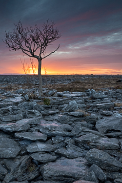 lone tree,march,sunrise,winter,lowland