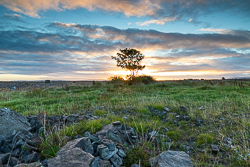 autumn,lone tree,october,sunrise,lowland