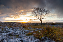 autumn,golden hour,lone tree,november,sunset,lowland