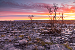 autumn,lone tree,november,red,twilight,lowland