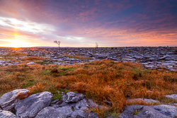 autumn,lone tree,november,sunrise,portfolio,lowland,golden