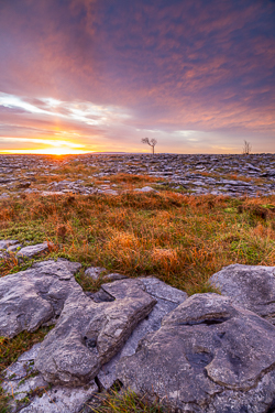 autumn,lone tree,november,sunrise,portfolio,lowland,golden