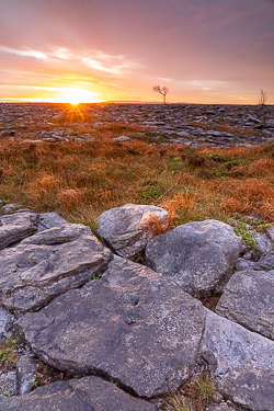 autumn,lone tree,november,sunrise,golden,lowland