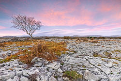 autumn,december,lone tree,pink,sunrise,lowland