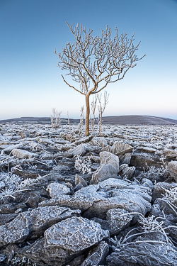 autumn,december,frost,lone tree,lowland,blue