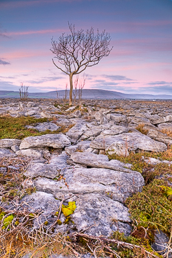 january,lone tree,sunrise,winter,lowland