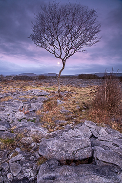 february,lone tree,long exposure,moon,winter,lowland