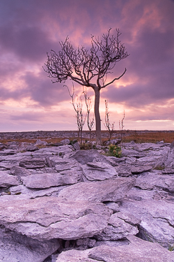 autumn,lone tree,long exposure,october,mauve,magenta,twilight,lowland