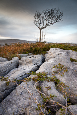 autumn,lone tree,november,lowland