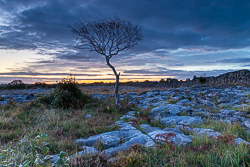 autumn,lone tree,september,twilight,blue,lowland