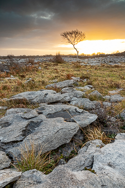 golden hour,january,lone tree,sunrise,winter,lowland,golden